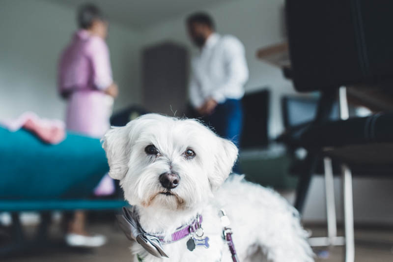 04 un petit chien blanc regarde le photographe pendant les préparatifs du mariage
